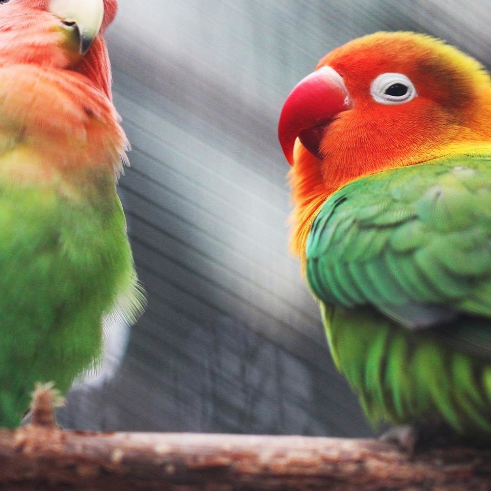 Glezna brūnā rāmī - Colorful Parrots Home Trends DECO