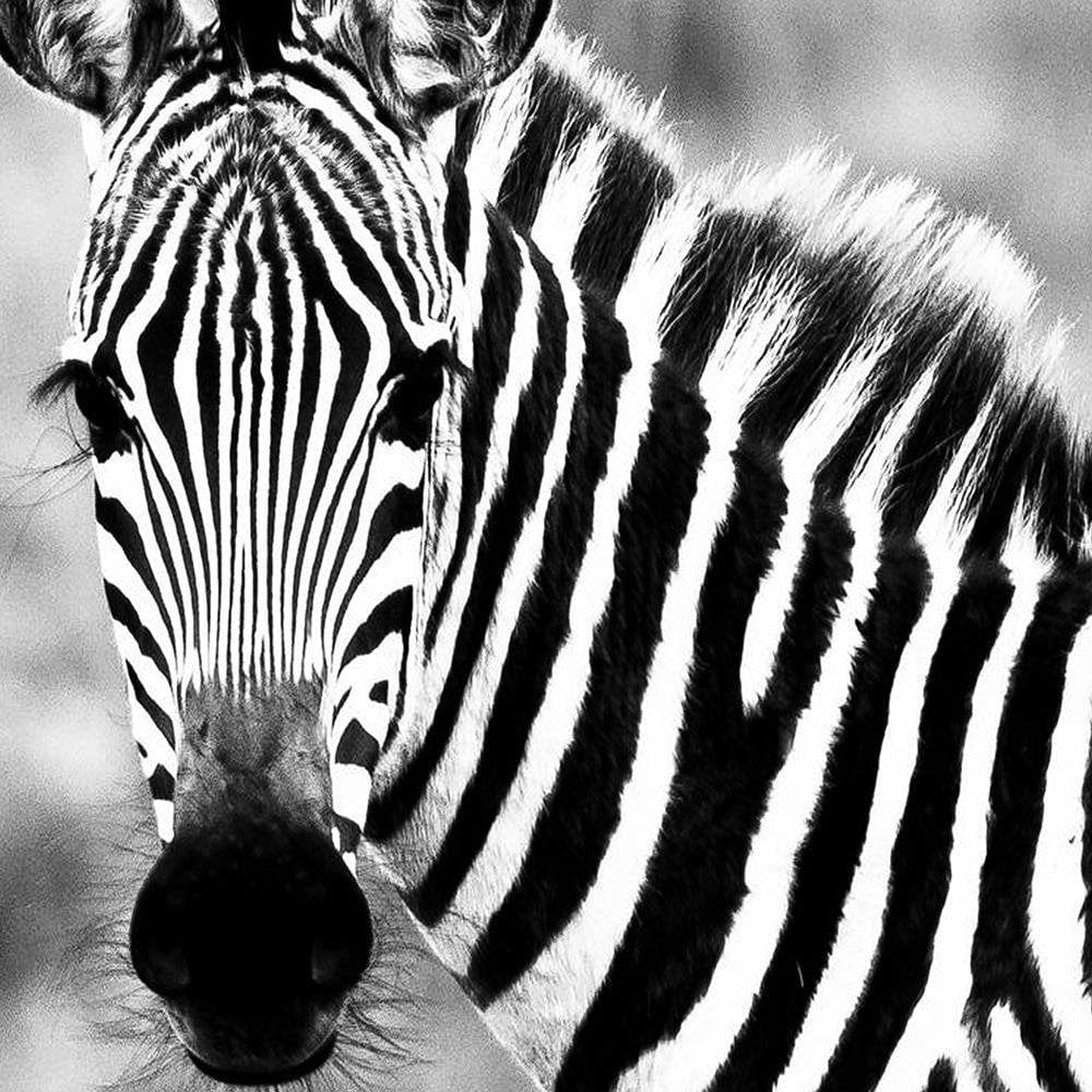 Glezna brūnā rāmī - Curious Zebra Home Trends DECO