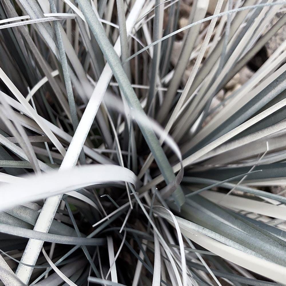 Glezna brūnā rāmī - Decorative Grass Home Trends DECO