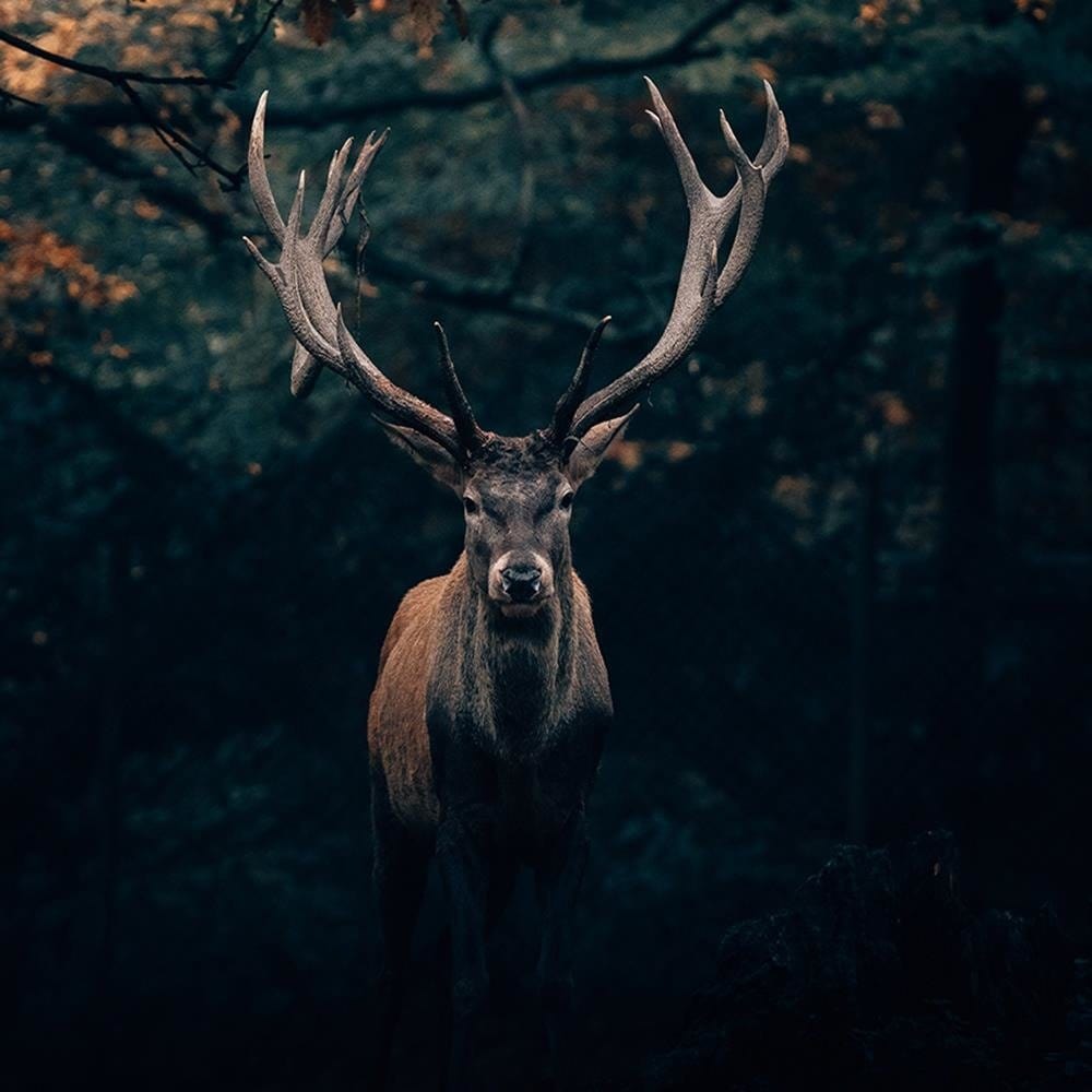 Glezna brūnā rāmī - Deer In The Bushes Home Trends DECO