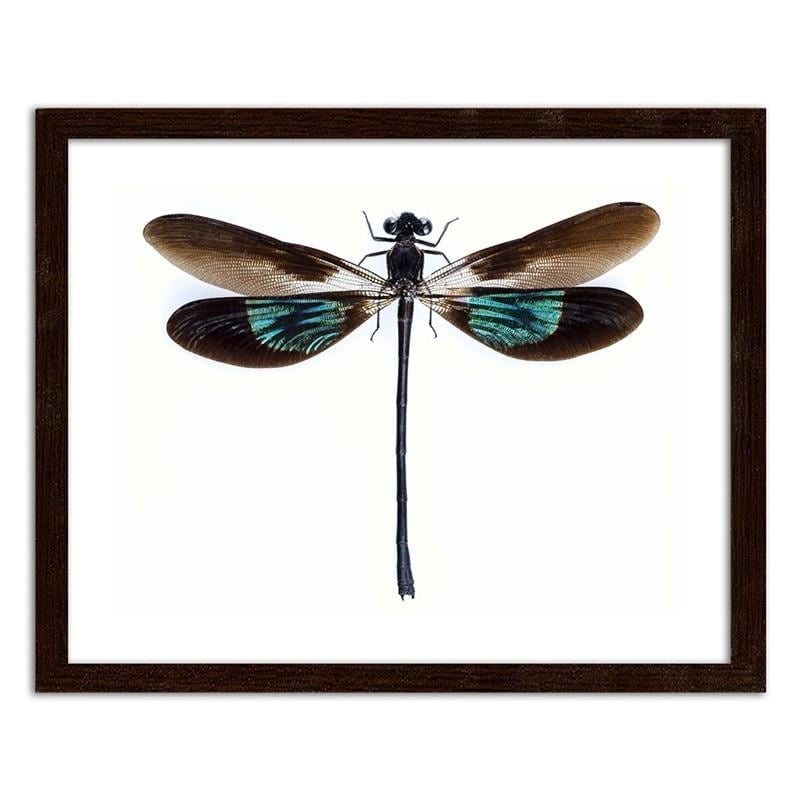 Glezna brūnā rāmī - Dragonfly Home Trends DECO