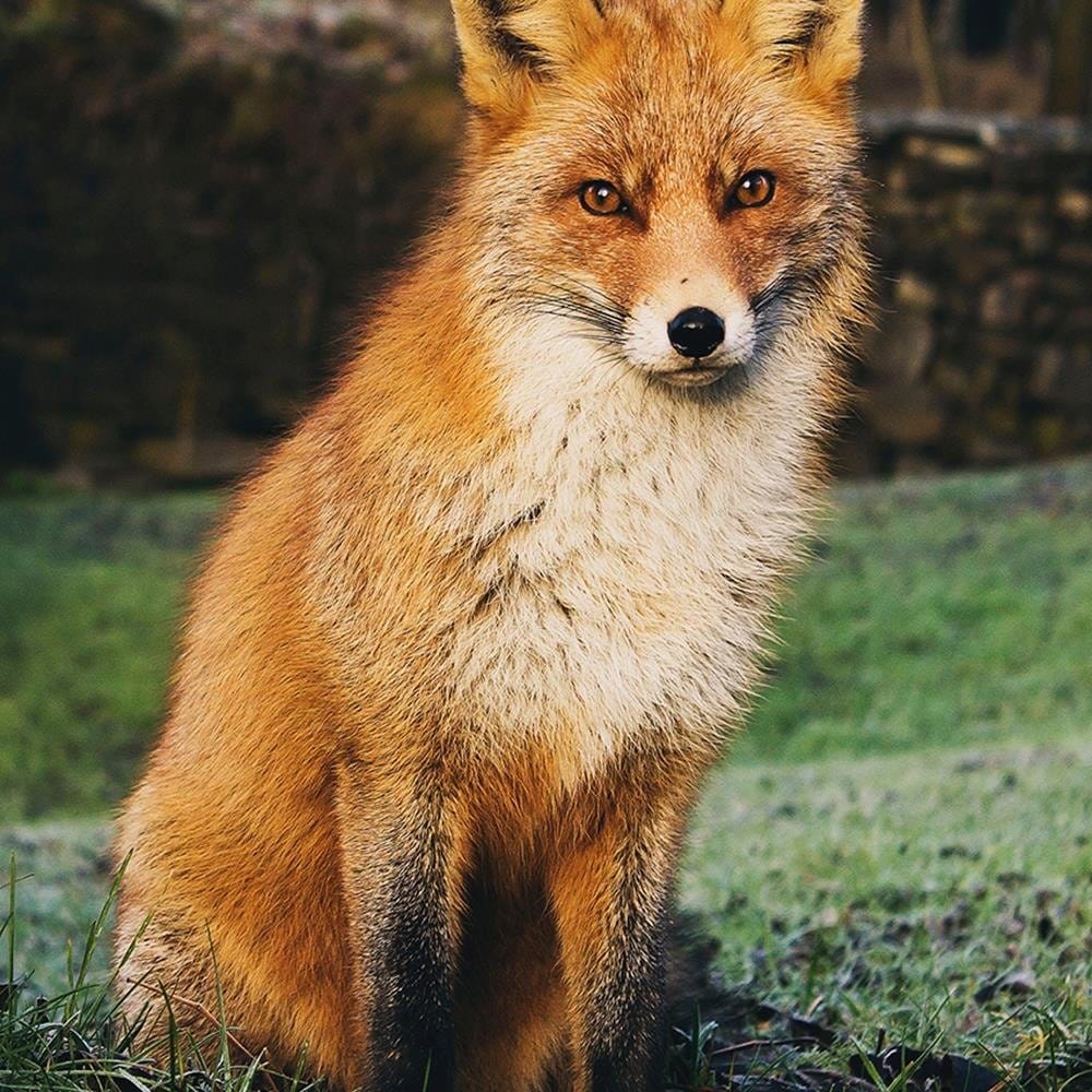 Glezna brūnā rāmī - Fox In The Woods Home Trends DECO
