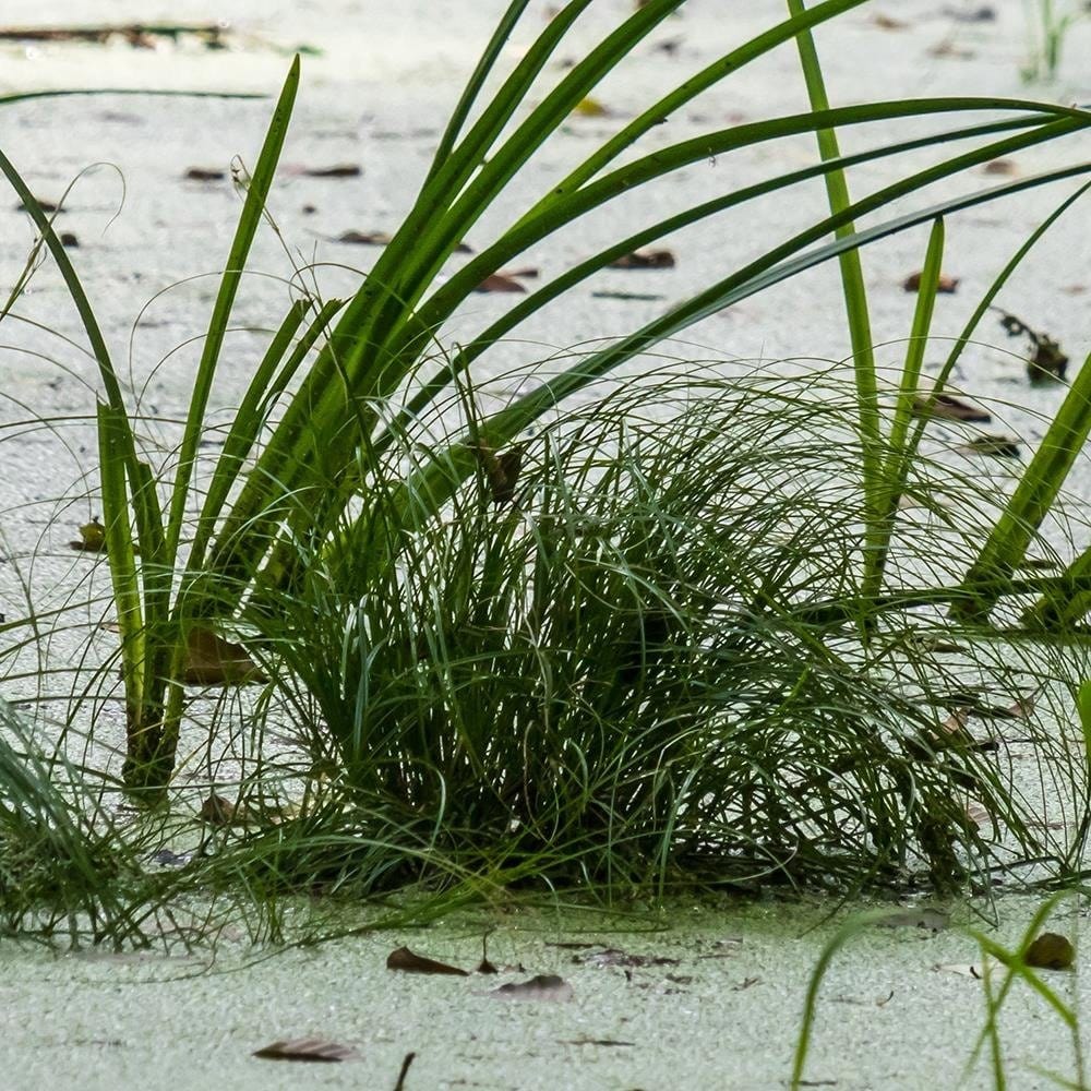 Glezna brūnā rāmī - Grass On The Beach Home Trends DECO
