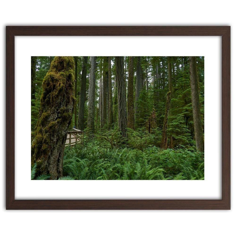 Glezna brūnā rāmī - Green Ferns In The Forest Home Trends DECO