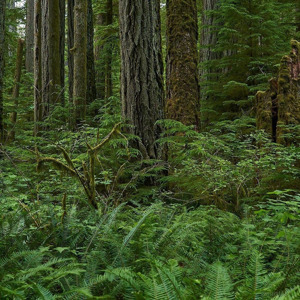 Glezna brūnā rāmī - Green Ferns In The Forest Home Trends DECO