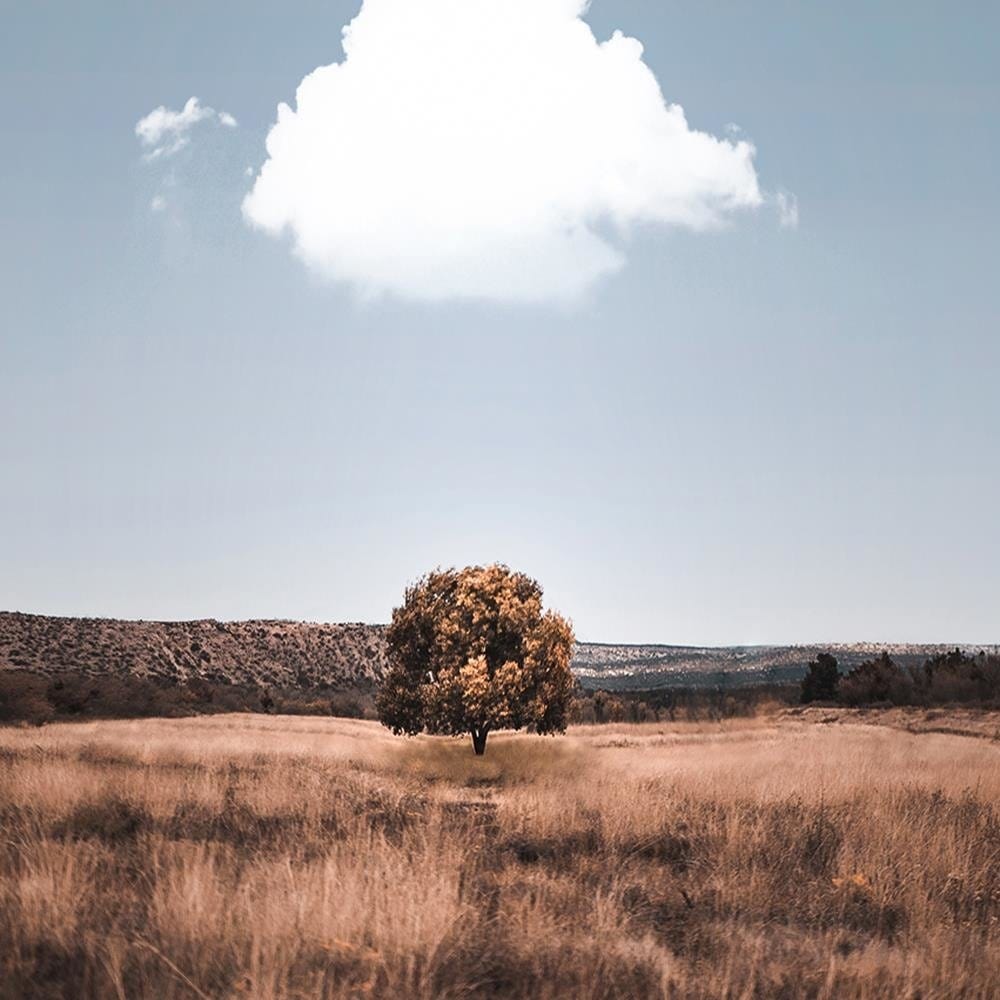 Glezna brūnā rāmī - Isolated Tree And Clouds Home Trends DECO