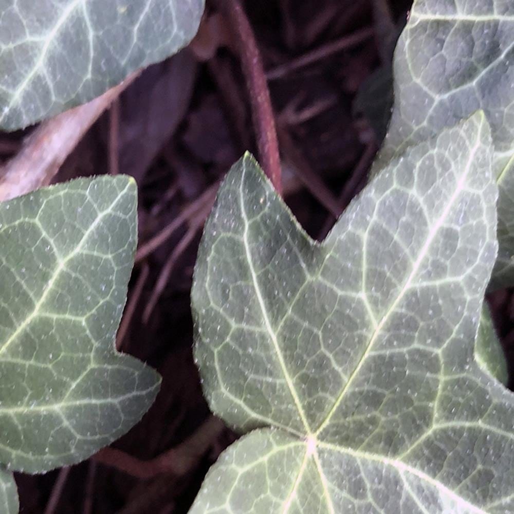 Glezna brūnā rāmī - Ivy Leaves Home Trends DECO