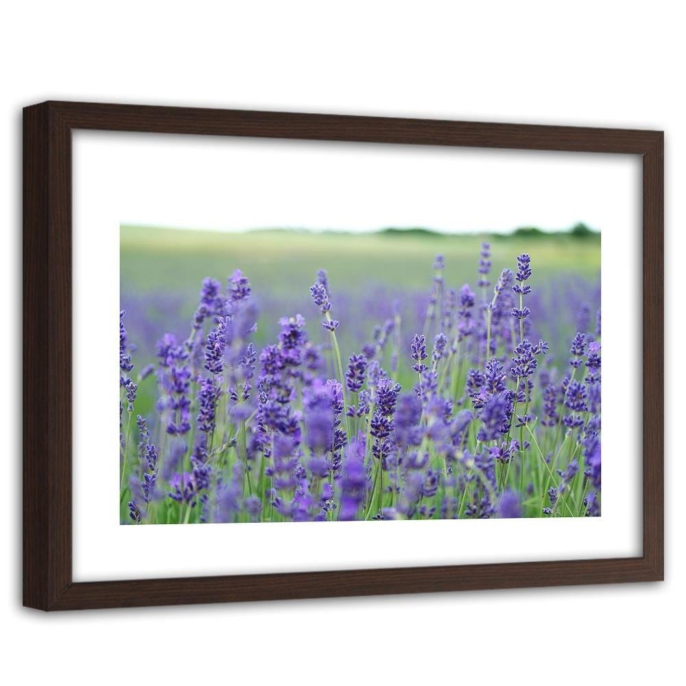 Glezna brūnā rāmī - Lavender Fields Home Trends DECO