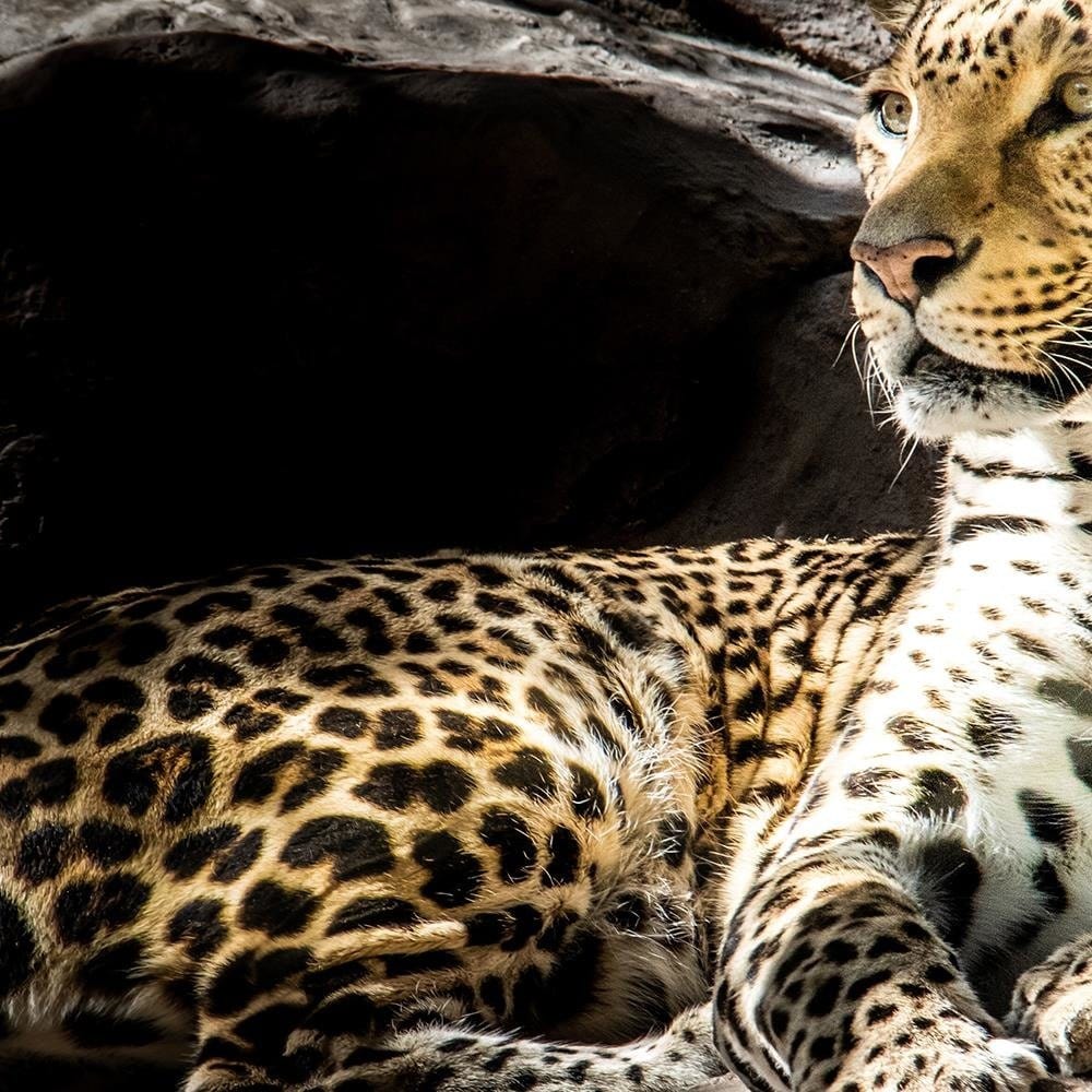 Glezna brūnā rāmī - Leopard On The Rocks Home Trends DECO