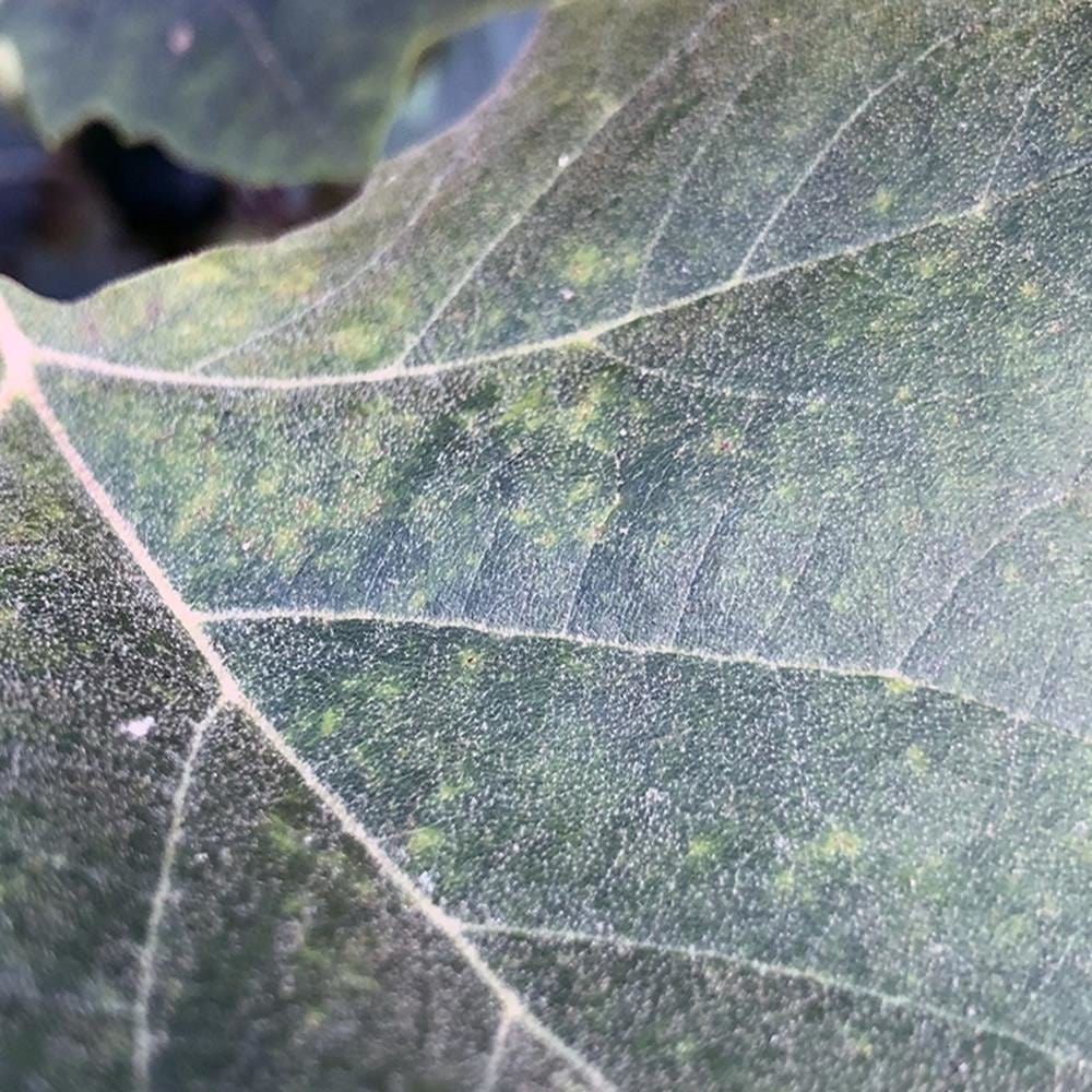 Glezna brūnā rāmī - Maple Leaf 2 Home Trends DECO