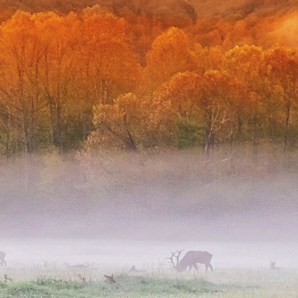 Glezna brūnā rāmī - Mist Over Rykowiskiem Home Trends DECO