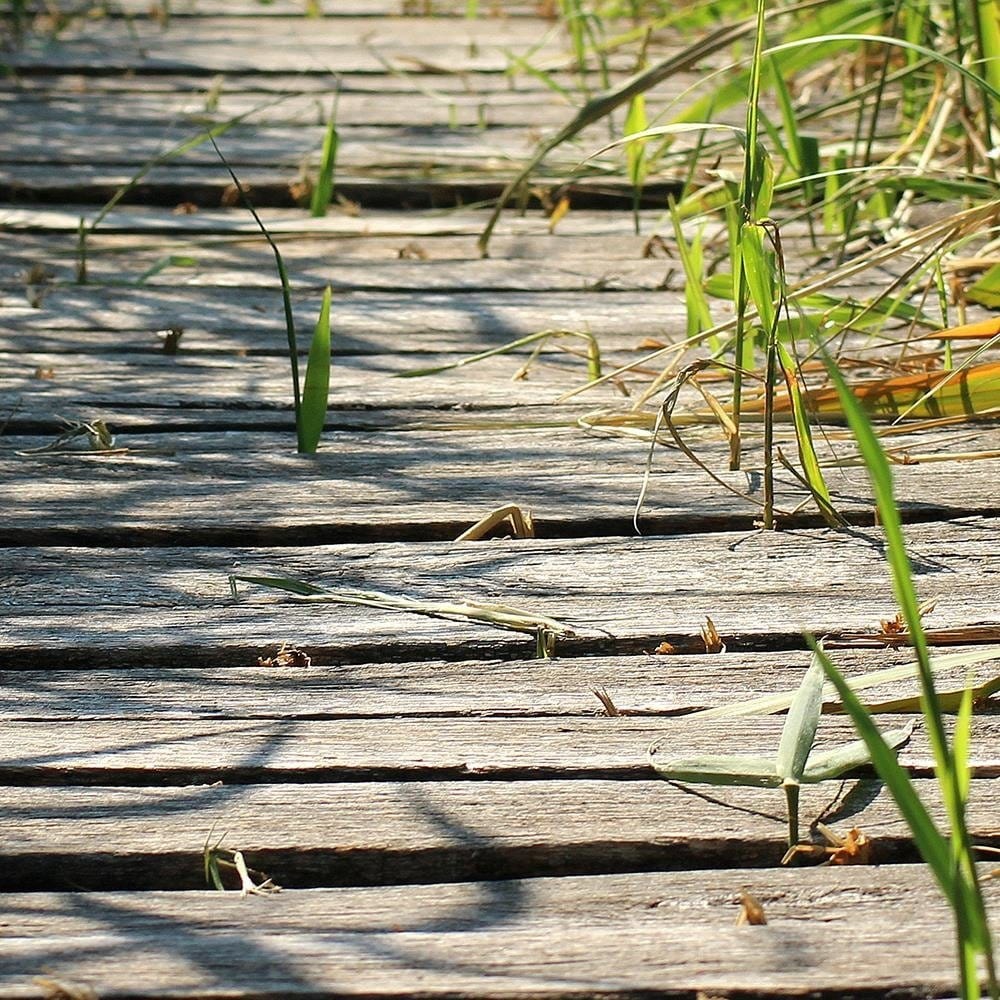 Glezna brūnā rāmī - Old Bridge In The Reeds Home Trends DECO