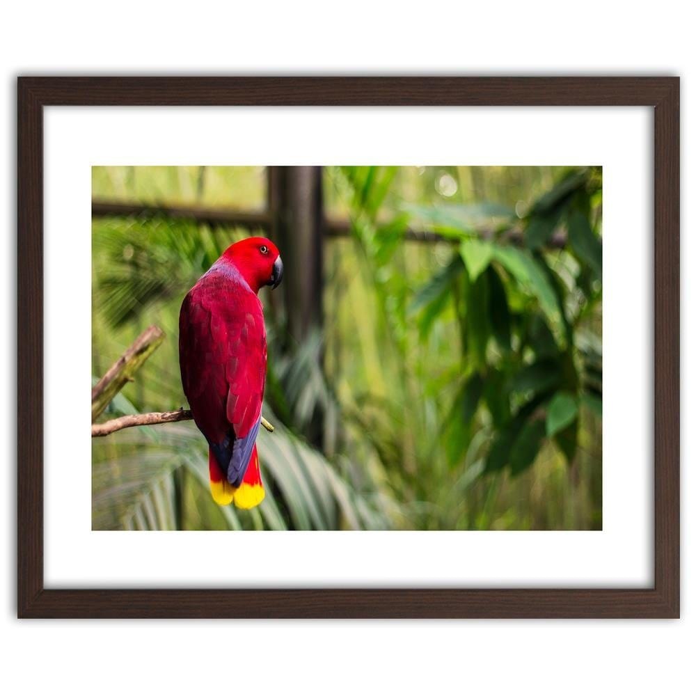 Glezna brūnā rāmī - Paradise Parrot Home Trends DECO