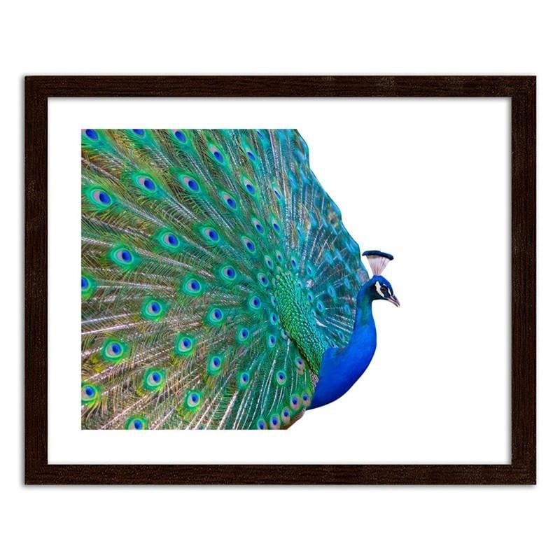 Glezna brūnā rāmī - Peacock with a tail spread out Home Trends DECO