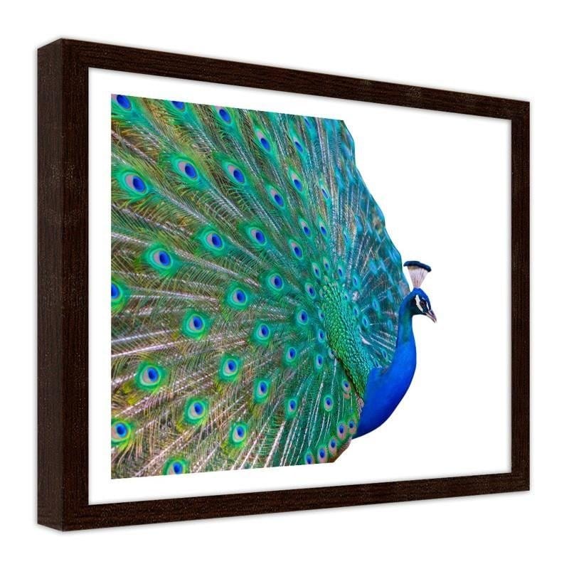 Glezna brūnā rāmī - Peacock with a tail spread out Home Trends DECO