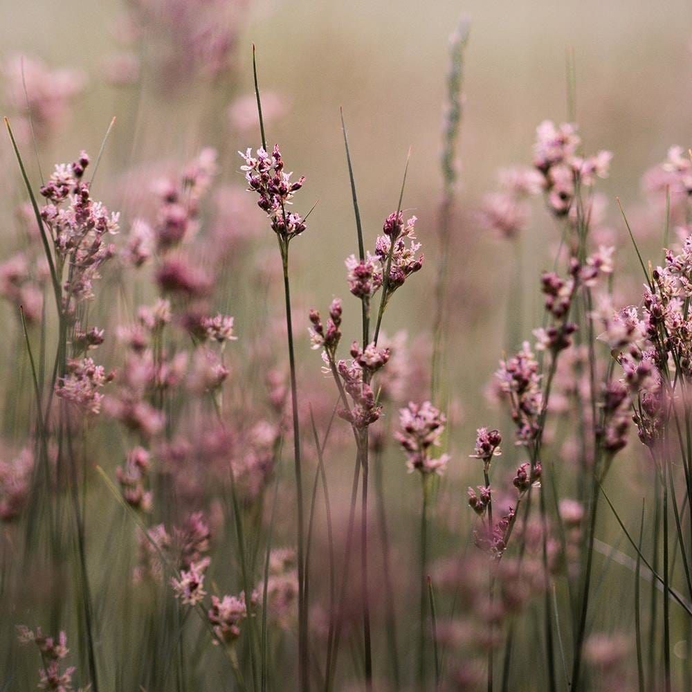 Glezna brūnā rāmī - Pink Flower Field Home Trends DECO