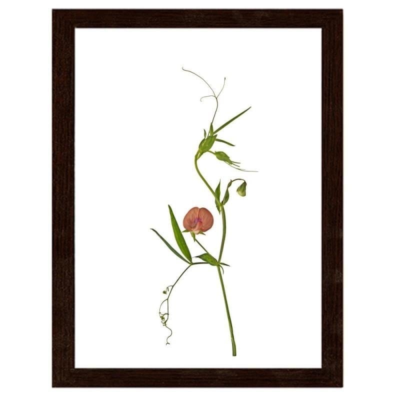 Glezna brūnā rāmī - Plant Home Trends DECO