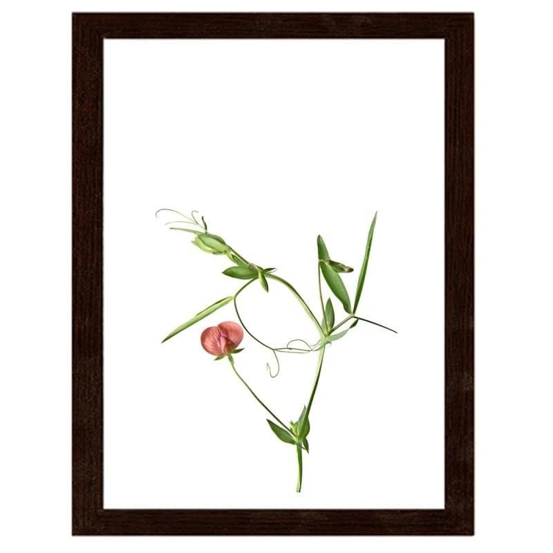 Glezna brūnā rāmī - Plant on a white background Home Trends DECO