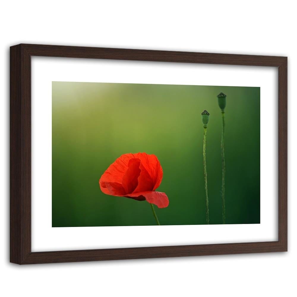 Glezna brūnā rāmī - Poppy Flower On A Green Background Home Trends DECO
