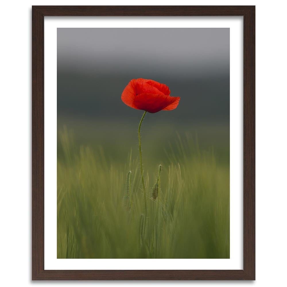 Glezna brūnā rāmī - Poppy In Half Home Trends DECO