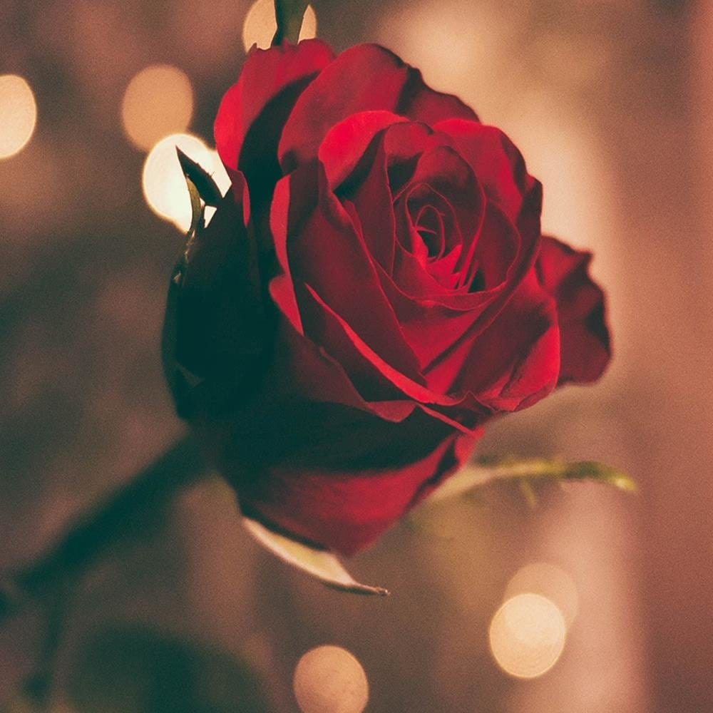 Glezna brūnā rāmī - Red Flower Roses Home Trends DECO