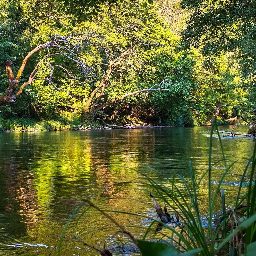 Glezna brūnā rāmī - River In Tropical Forest Home Trends DECO