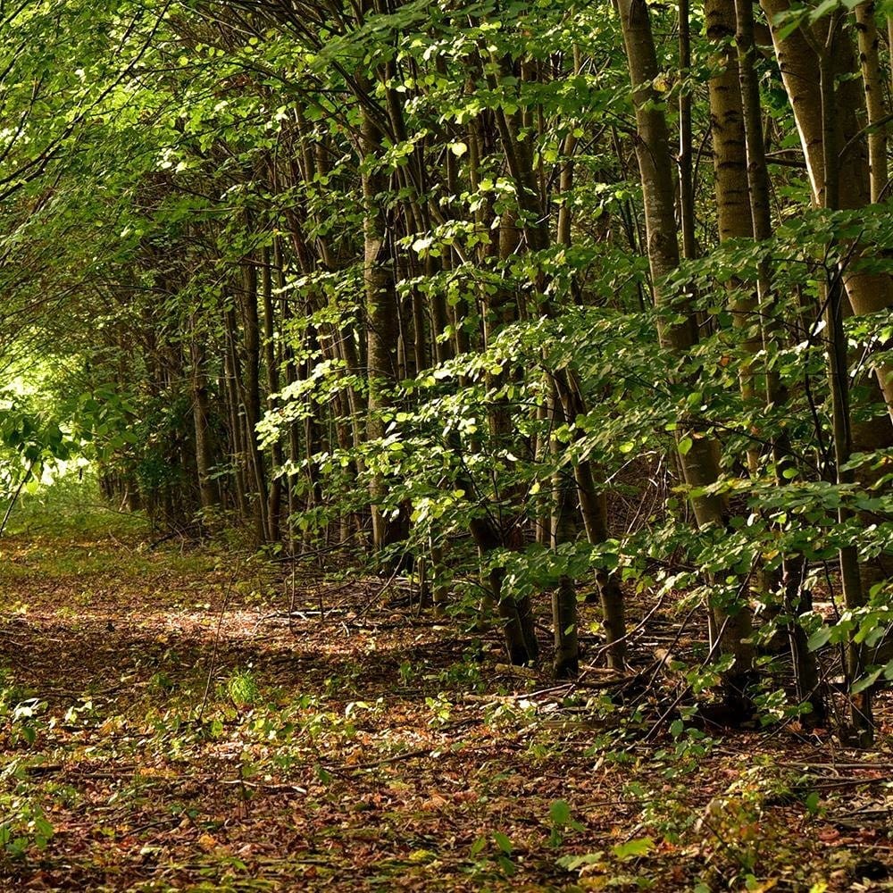 Glezna brūnā rāmī - Road In The Dense Forest Home Trends DECO