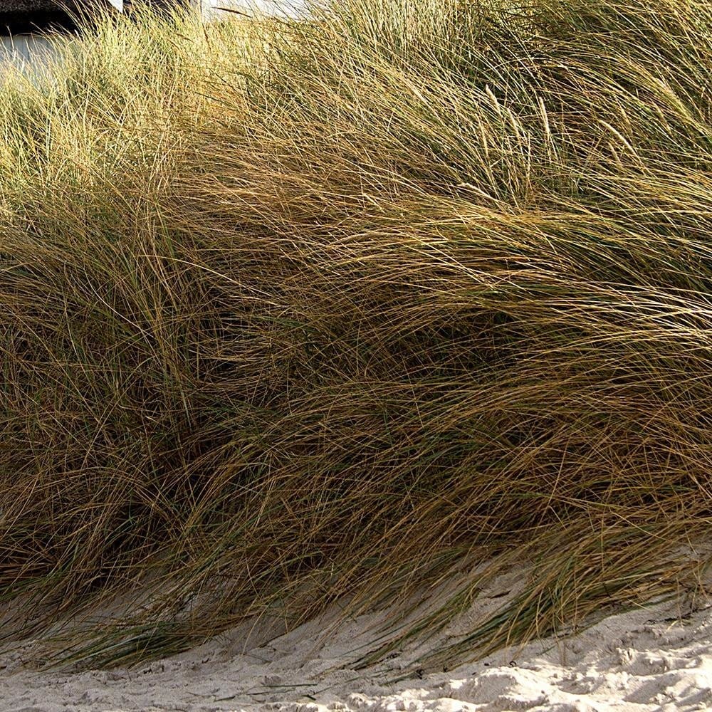 Glezna brūnā rāmī - Sand Dunes On The Beach Home Trends DECO
