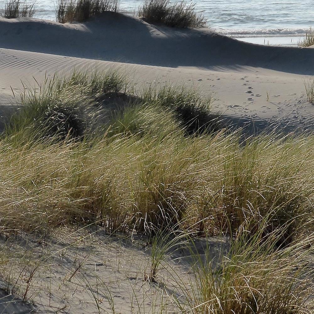 Glezna brūnā rāmī - Sea Landscape Home Trends DECO