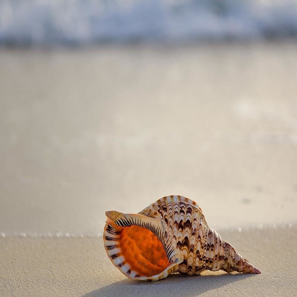 Glezna brūnā rāmī - Shell On The Beach Home Trends DECO