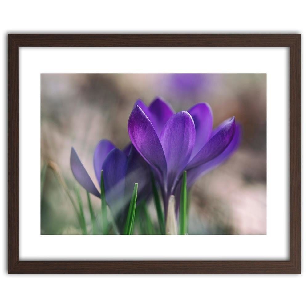 Glezna brūnā rāmī - Spring Crocuses Home Trends DECO