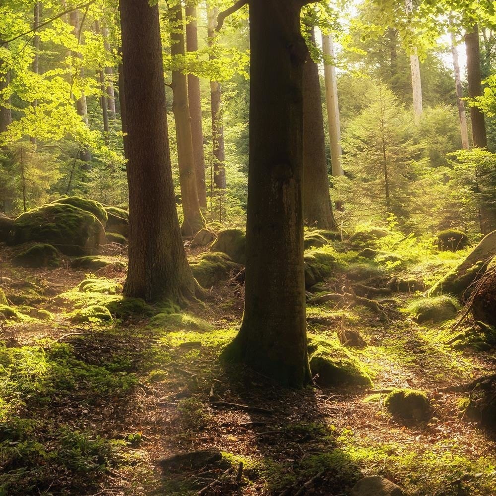 Glezna brūnā rāmī - Stones In Moss Home Trends DECO