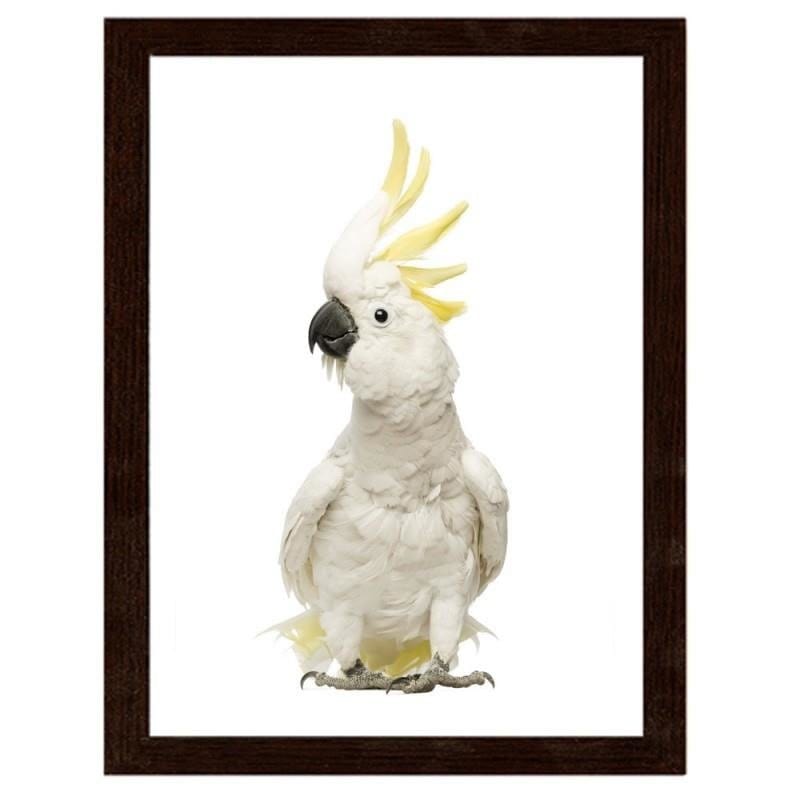 Glezna brūnā rāmī - Sulfur-crested cockatoos Home Trends DECO