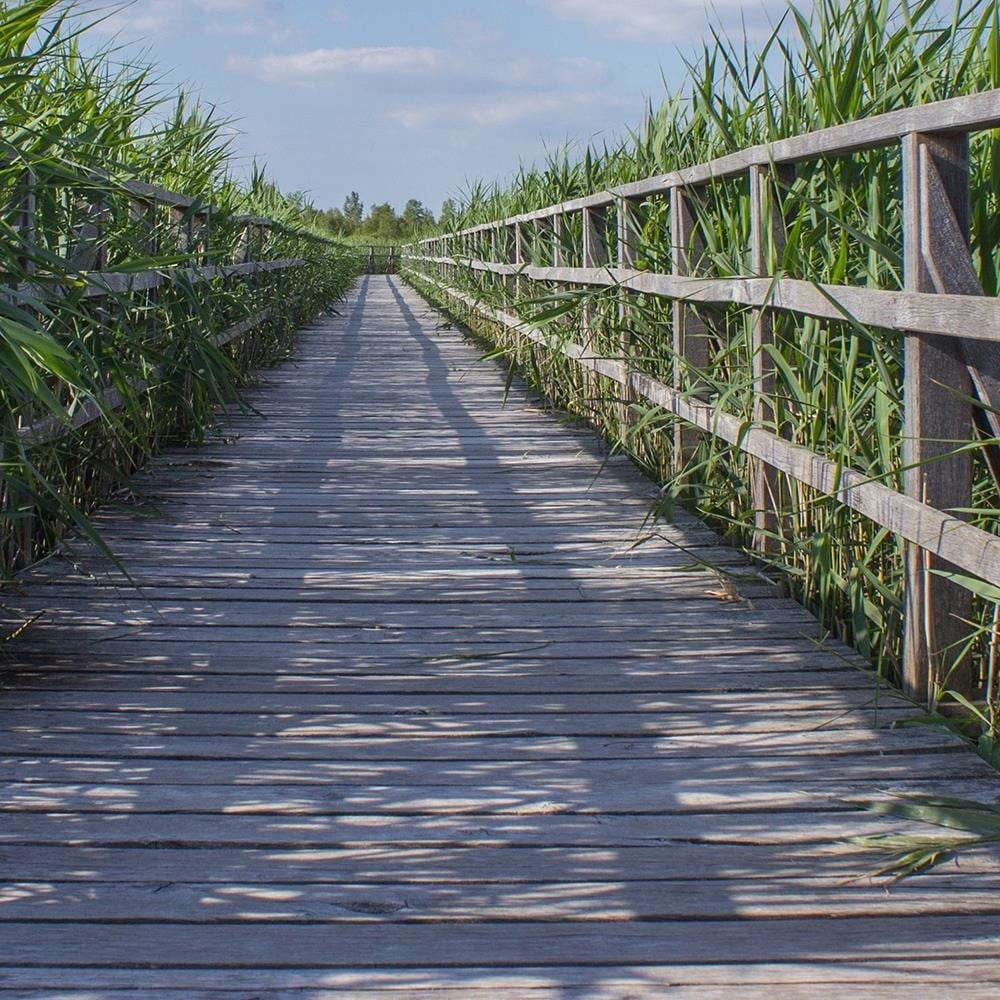 Glezna brūnā rāmī - The Bridge In Green Reeds Home Trends DECO