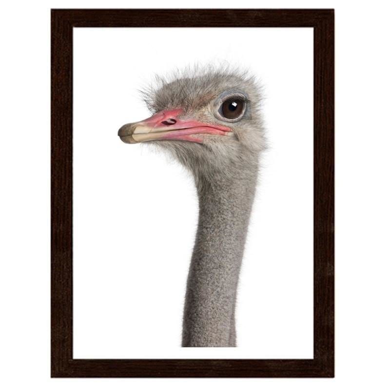 Glezna brūnā rāmī - The ostrich head Home Trends DECO