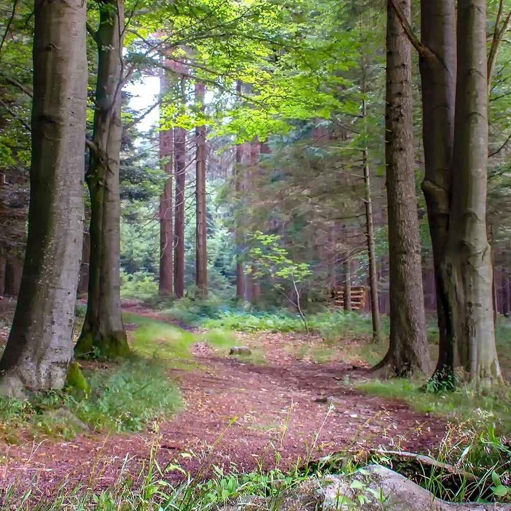 Glezna brūnā rāmī - The Path In The Woods Home Trends DECO