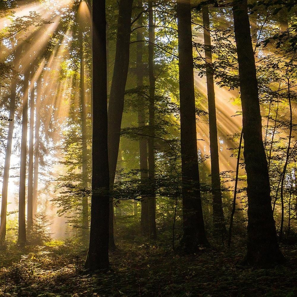 Glezna brūnā rāmī - The Rays Of The Sun In A Dark Forest Home Trends DECO