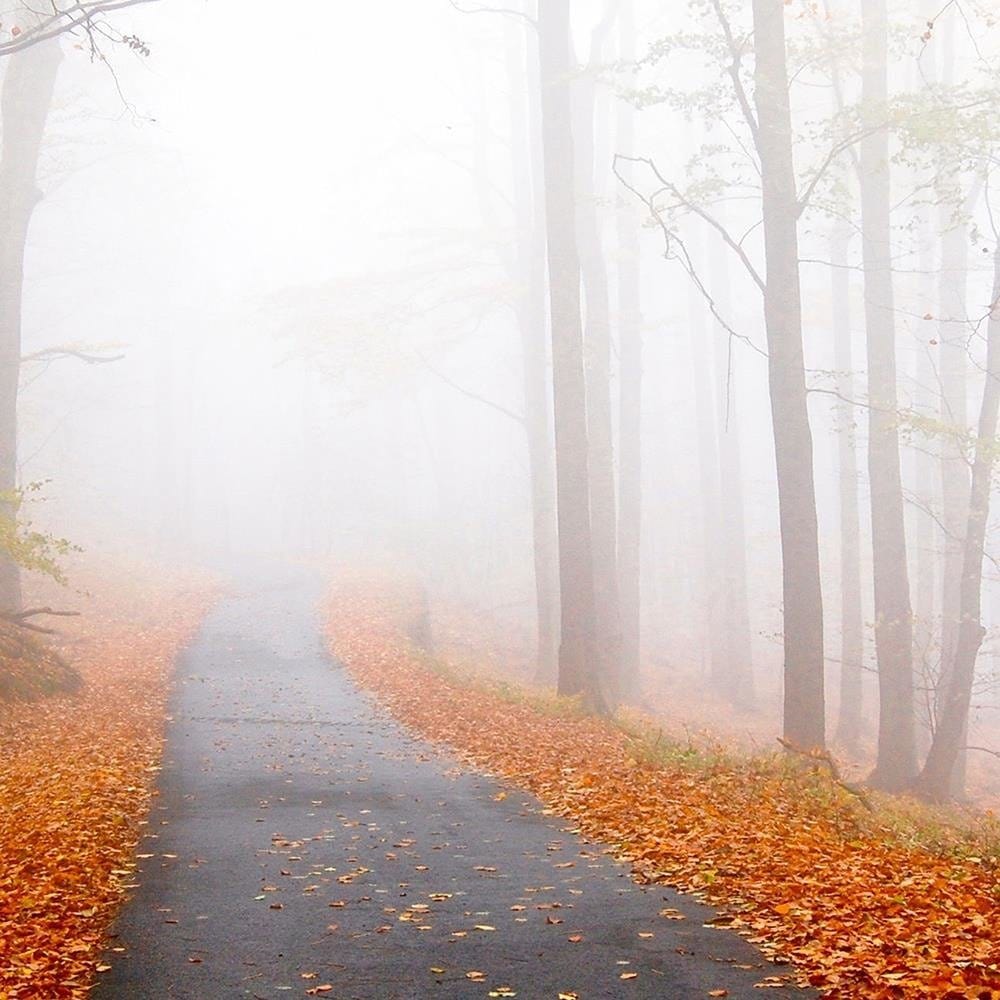 Glezna brūnā rāmī - The Road In A Misty Forest Home Trends DECO