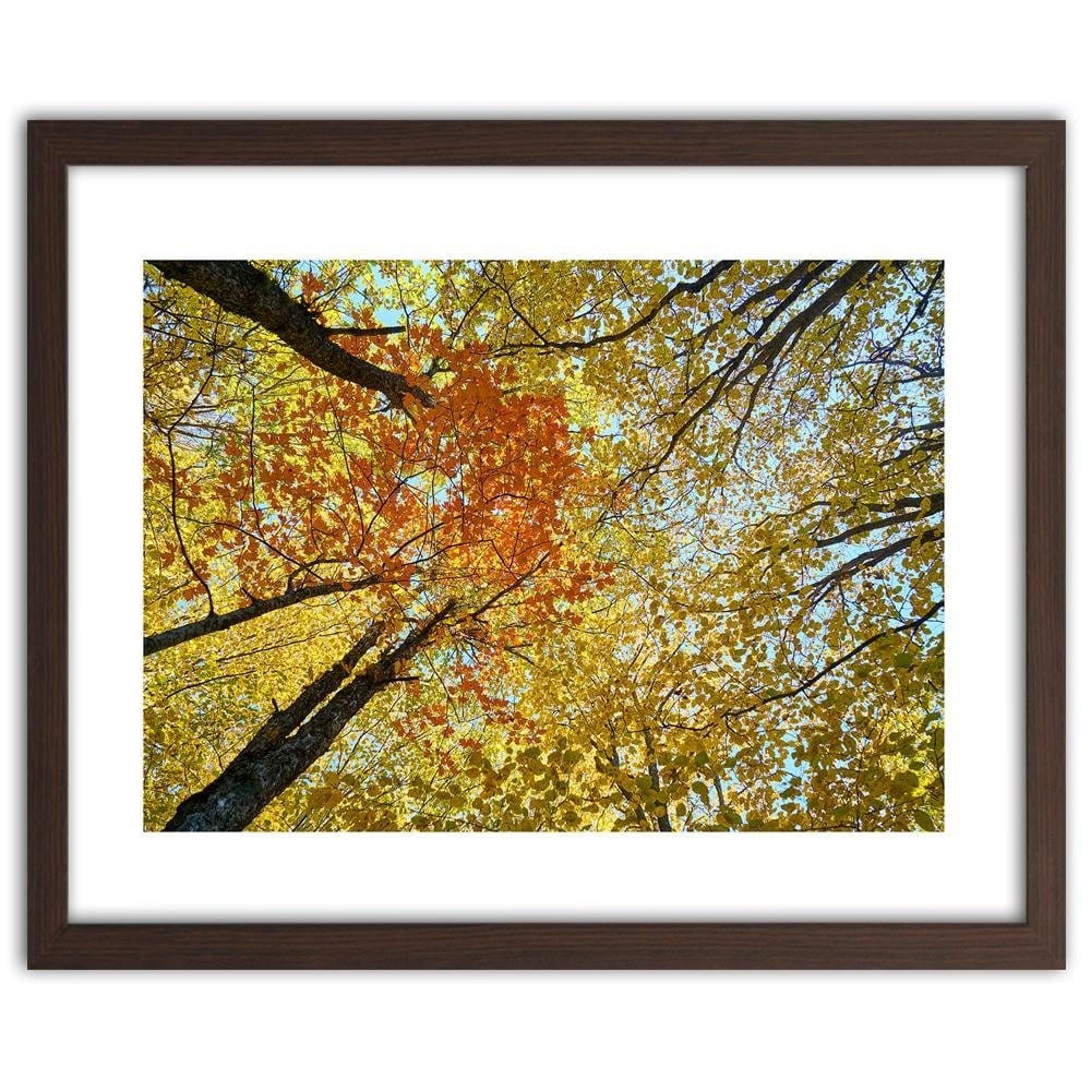 Glezna brūnā rāmī - The Tops Of The Trees In Autumn Home Trends DECO