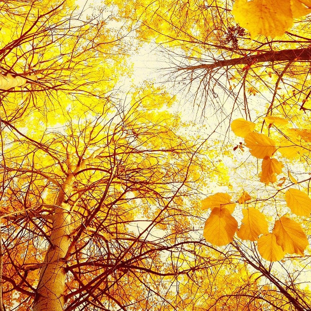 Glezna brūnā rāmī - Trees With Leaves Yellowed Home Trends DECO