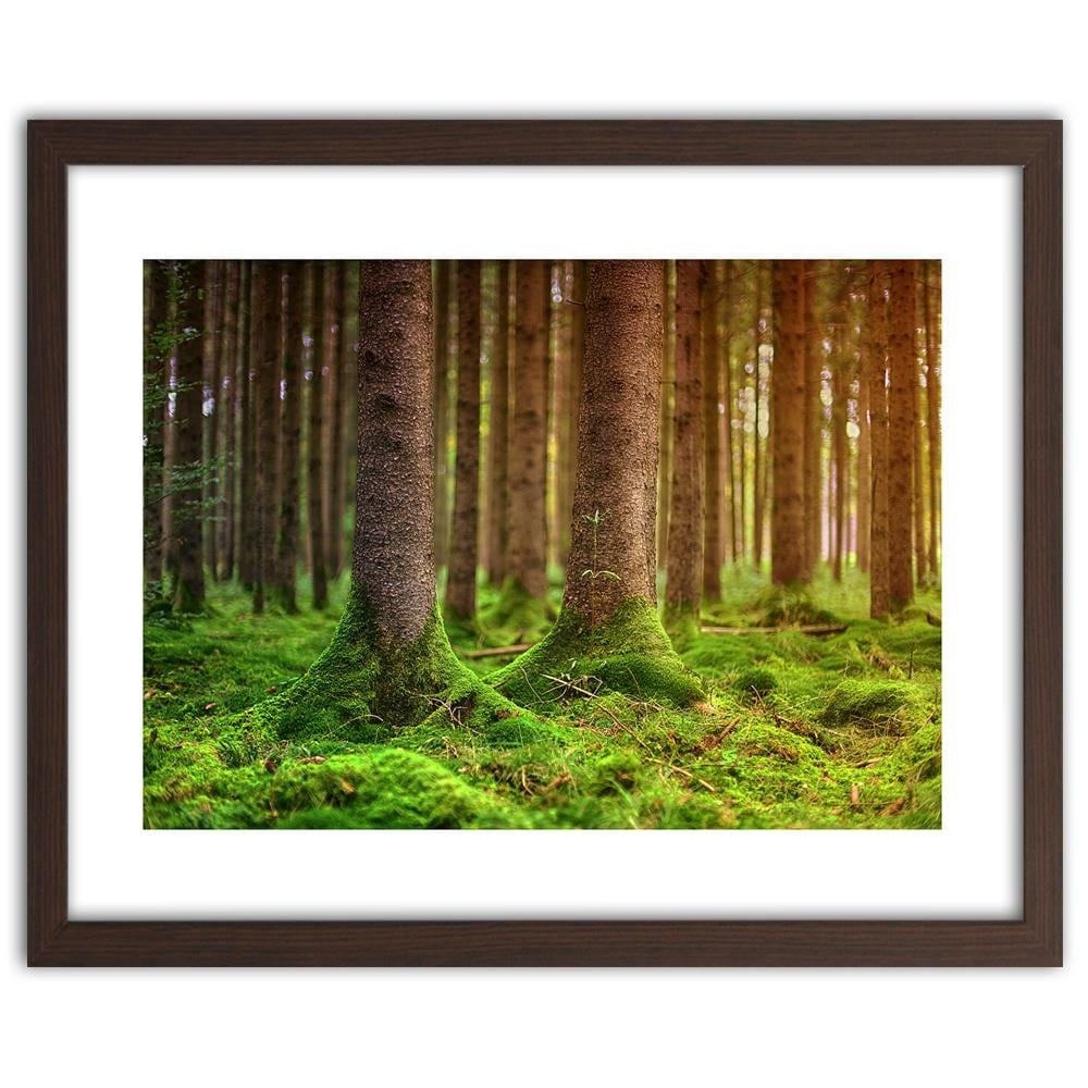 Glezna brūnā rāmī - Trunks Covered With Moss Home Trends DECO