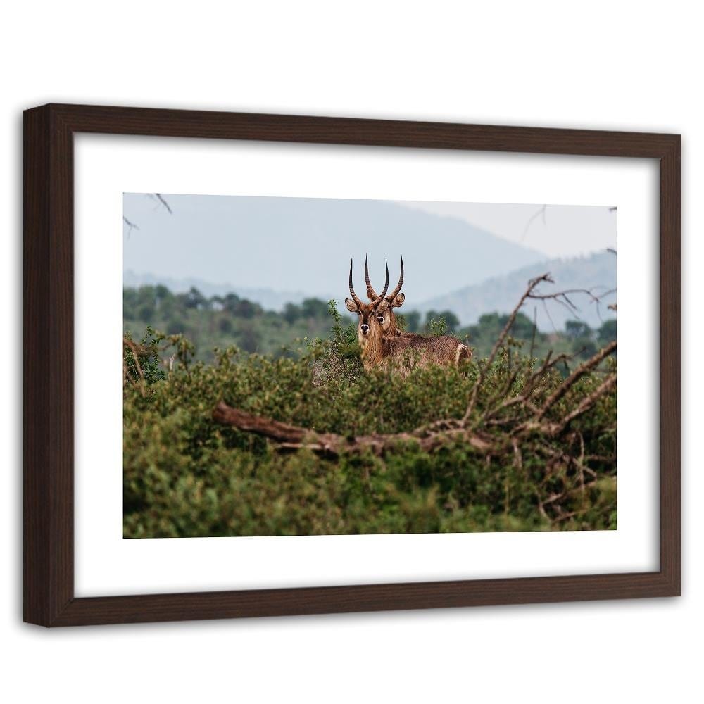 Glezna brūnā rāmī - Two Antelopes Home Trends DECO