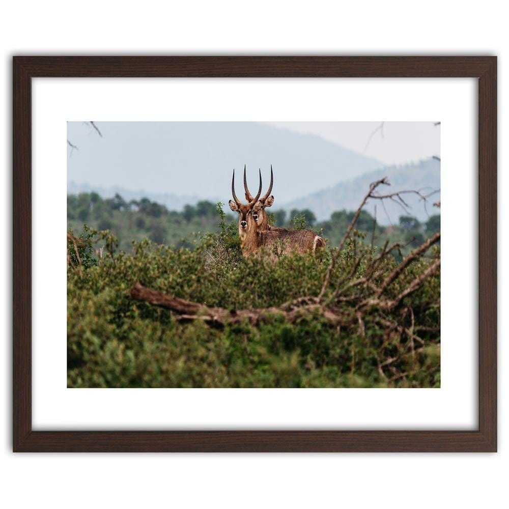 Glezna brūnā rāmī - Two Antelopes Home Trends DECO