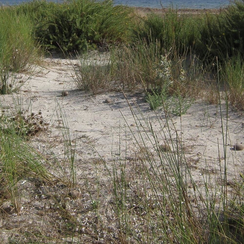 Glezna brūnā rāmī - View Of The Dunes Home Trends DECO