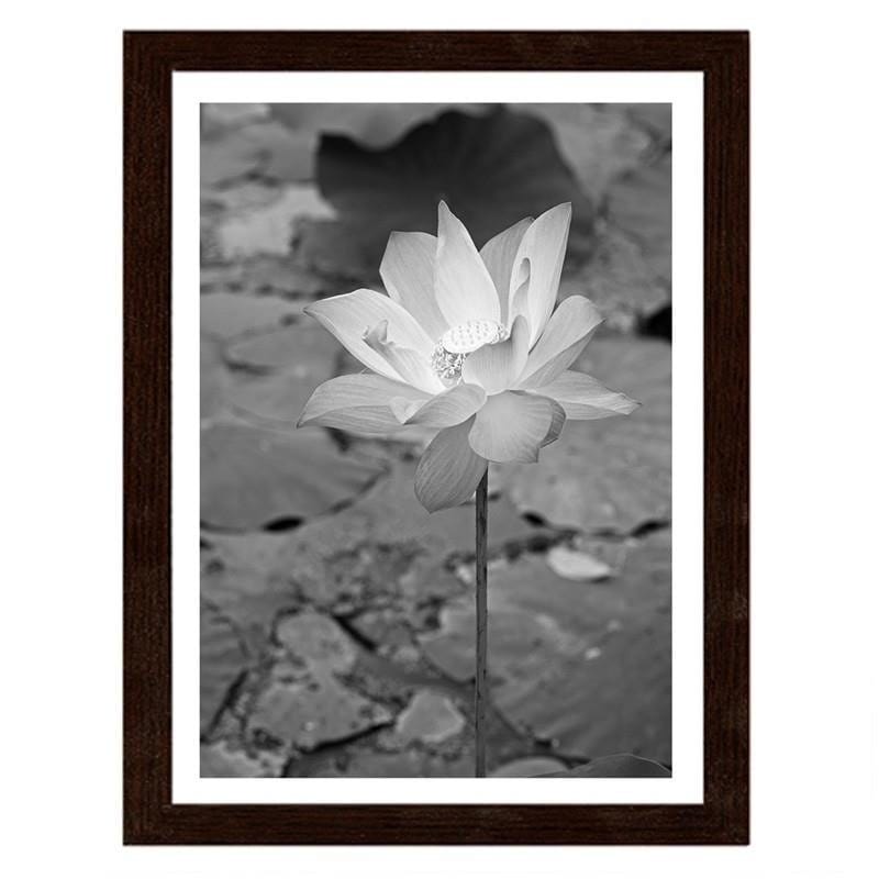 Glezna brūnā rāmī - White water lily Home Trends DECO