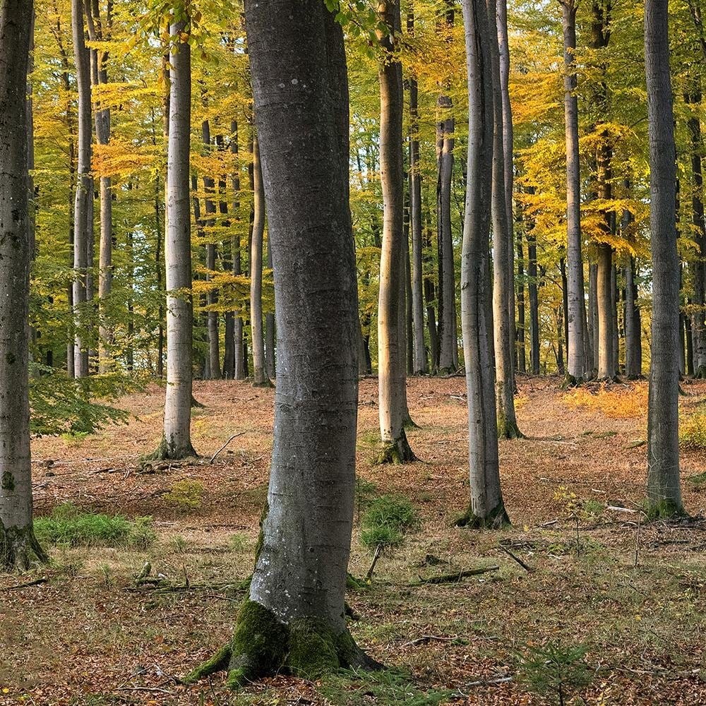 Glezna brūnā rāmī - Yellow Autumn Forest Home Trends DECO