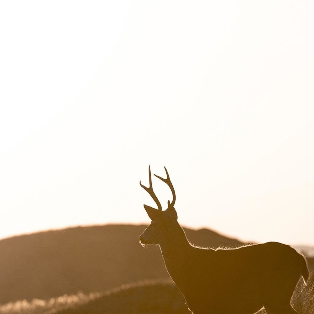 Glezna brūnā rāmī - Young Deer Home Trends DECO