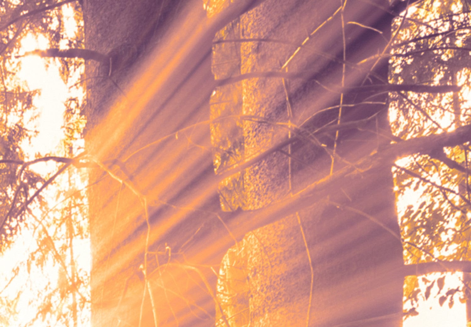 Glezna ar dabas un meža tematiku - Rīta idille, 88990 Home Trends