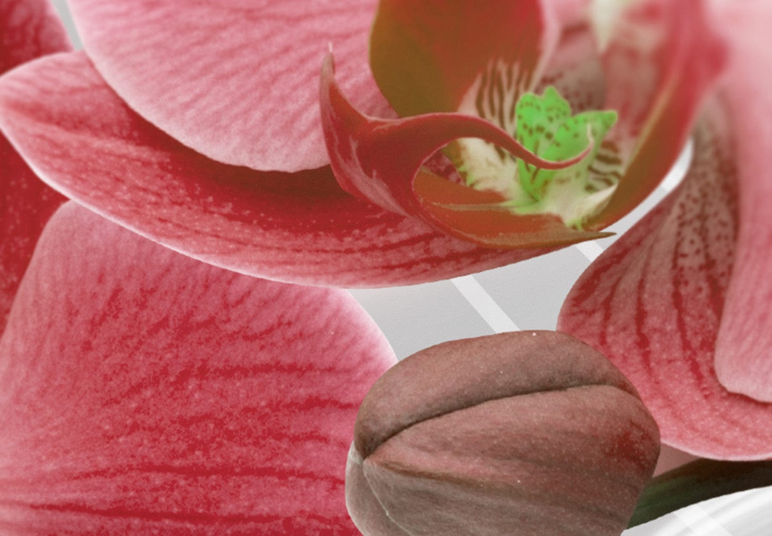 Glezna ar orhidejām - Sarkanā orhideja, 98100 Home Trends