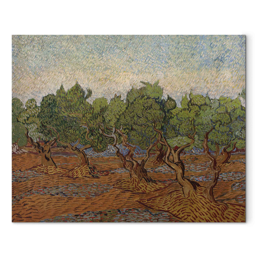 Gleznas reprodukcija - Vincent van Gogh - Olive Grove